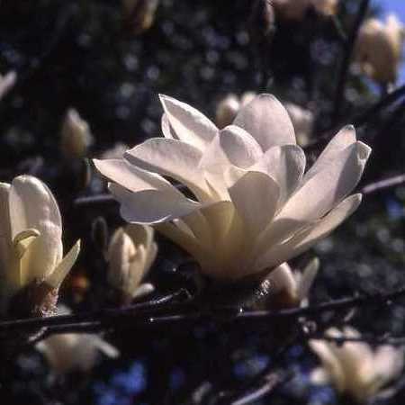 Magnolia Pristine