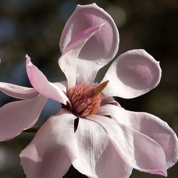 Magnolia sprengeri Diva