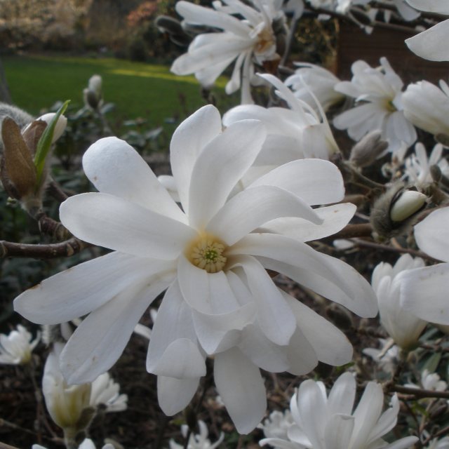 Magnolia stellata 'Royal Star'  AGM