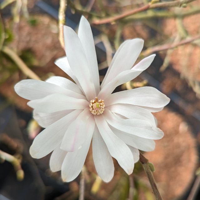 Magnolia stellata 'Waterlily'  AGM