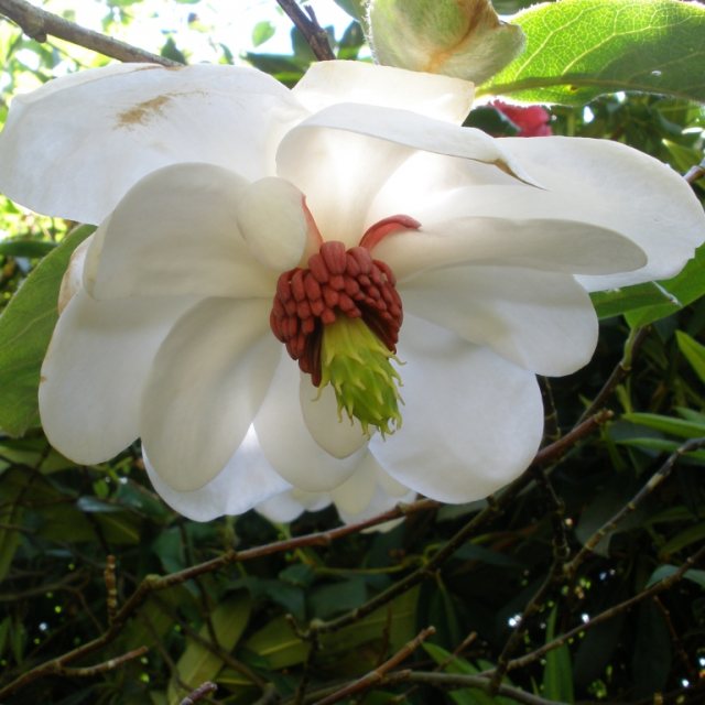 Magnolia wilsonii  AGM