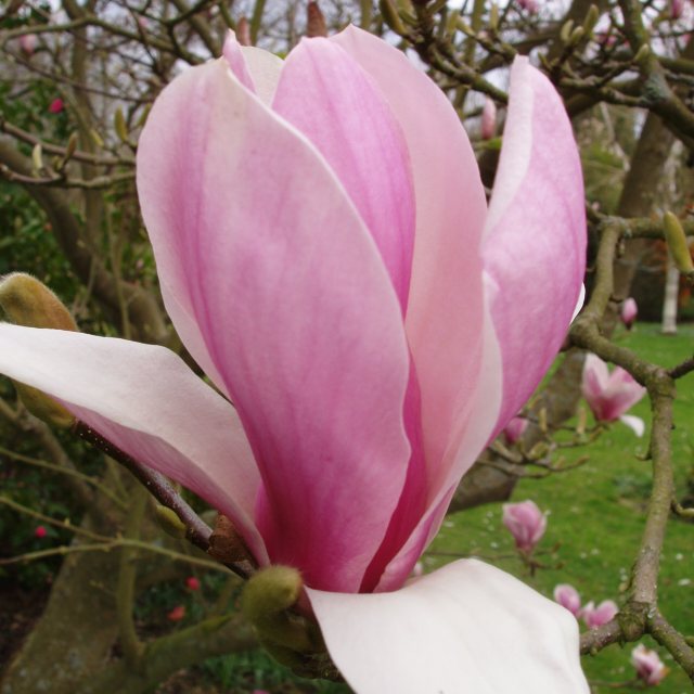 Magnolia x soulangeana