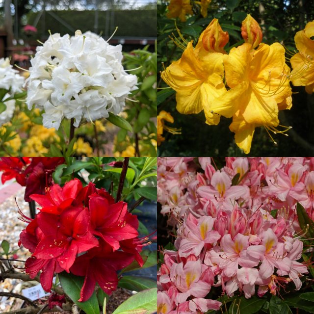 Deciduous Azalea Box Deal (4 x 5 litre plants)