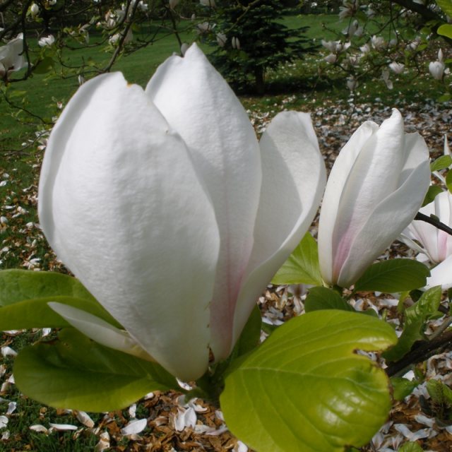 Magnolia x soulangeana 'Brozzoni'  AGM
