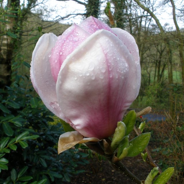 Magnolia x soulangeana 'Verbanica'