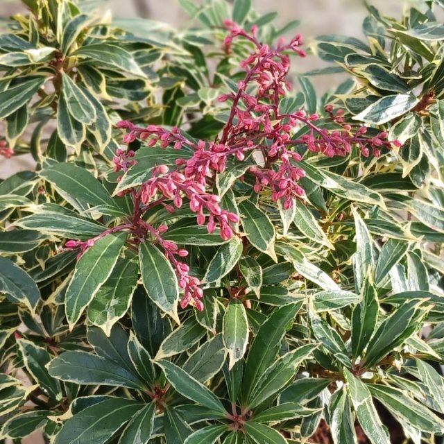 Pieris japonica Variegata