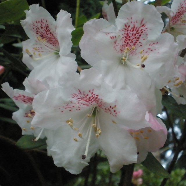 Rhododendron aberconwayi