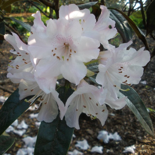 Rhododendron adenogynum