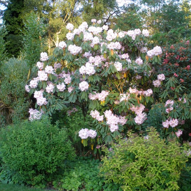 thuja hecke gnstig kaufen Thuja Smaragd kaufen