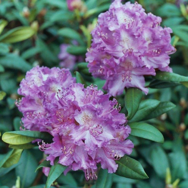 Rhododendron Alfred