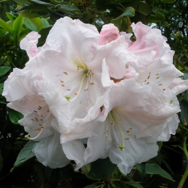 Rhododendron Angelo (MR form)