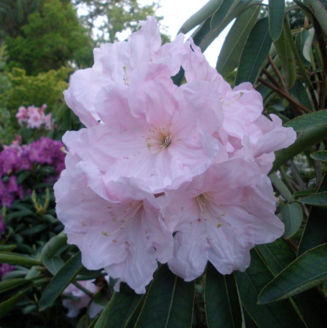 Rhododendron Angelo (SP #2)