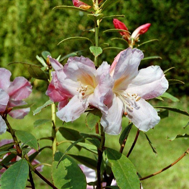 Rhododendron Anne Teese