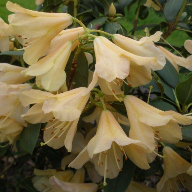 Rhododendron Apricot Belle