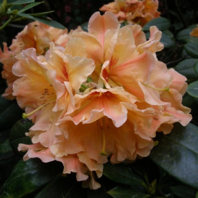 Rhododendron Apricot Fantasy