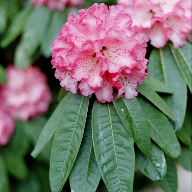 Rhododendron arboreum