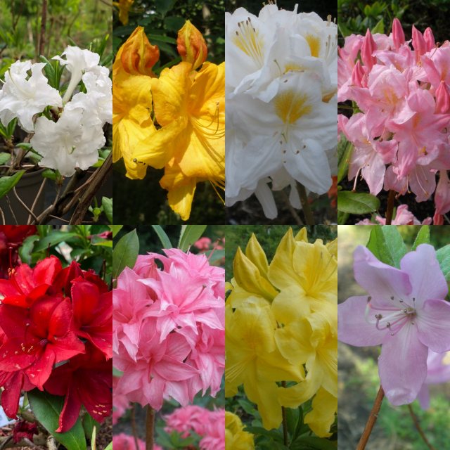 Deciduous Azalea PALLET DEAL (24 x 5 litre plants)