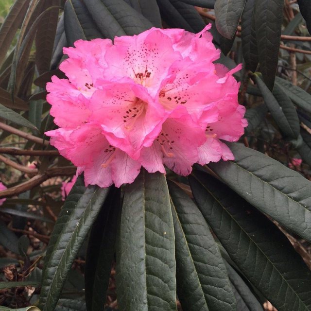 Rhododendron arboreum 'Tony Schilling'