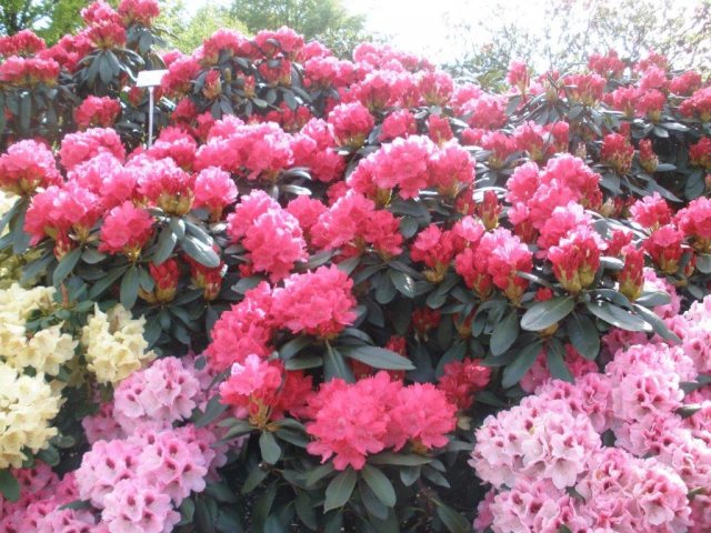 Astrid Rhododendron - Buy yakushimanum Astrid Rhododendron online - Millais  Nurseries
