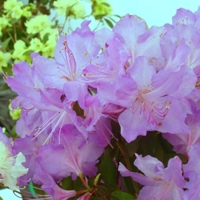 Rhododendron augustinii