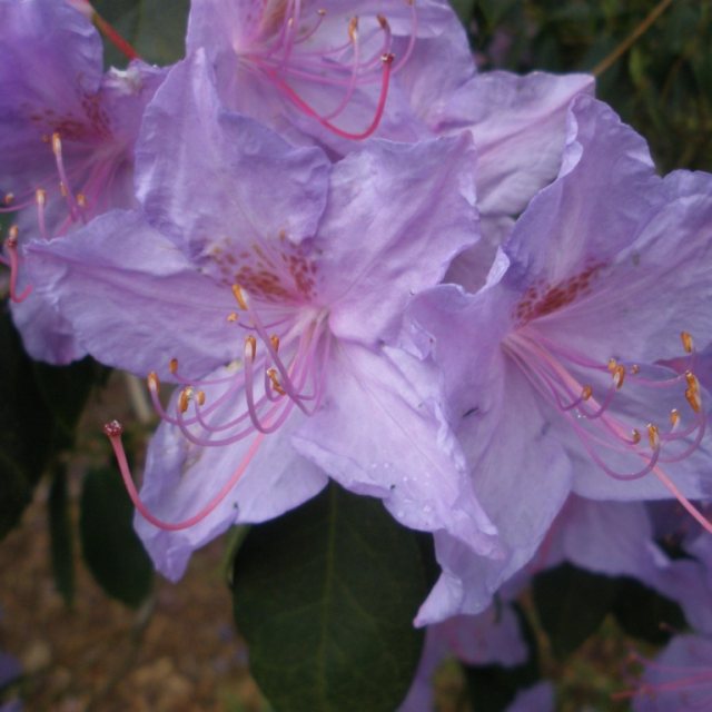 Rhododendron augustinii 'Bowood Blue'