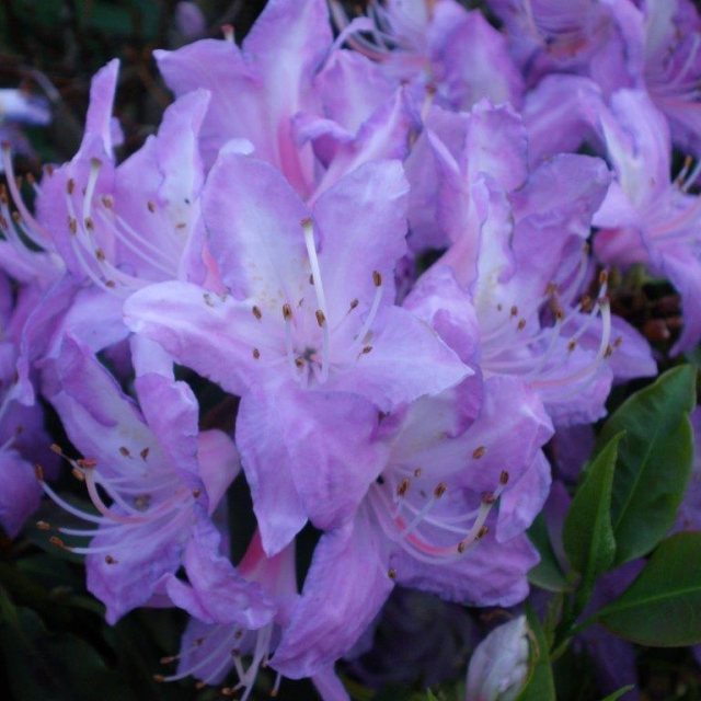 Rhododendron augustinii EGM 293