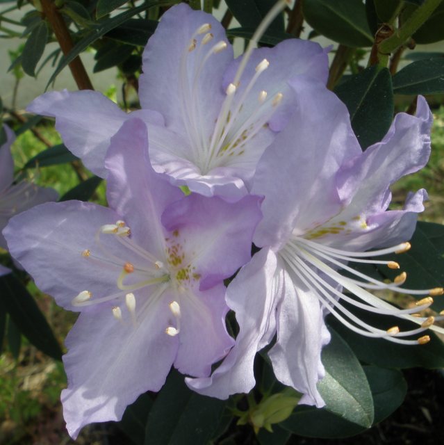 Rhododendron augustinii 'Trewithen'