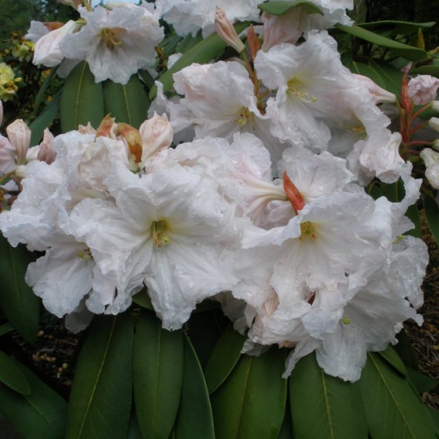 Rhododendron Avocet