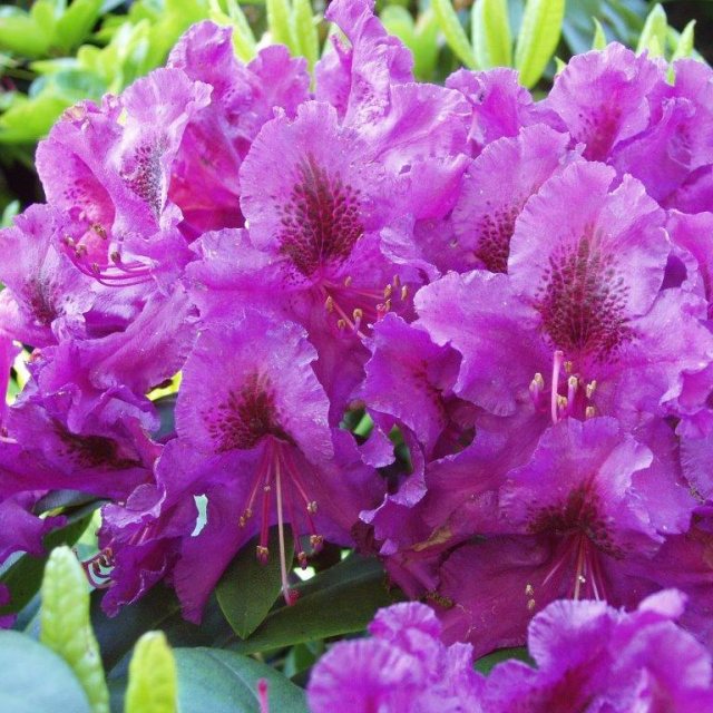 Rhododendron Azurro