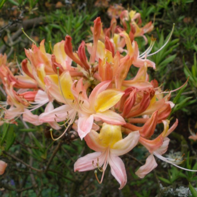 Deciduous Azalea Croceum Tricolor