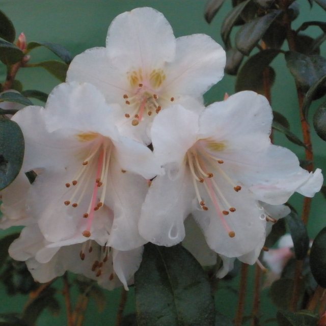 Rhododendron Barnaby Sunset