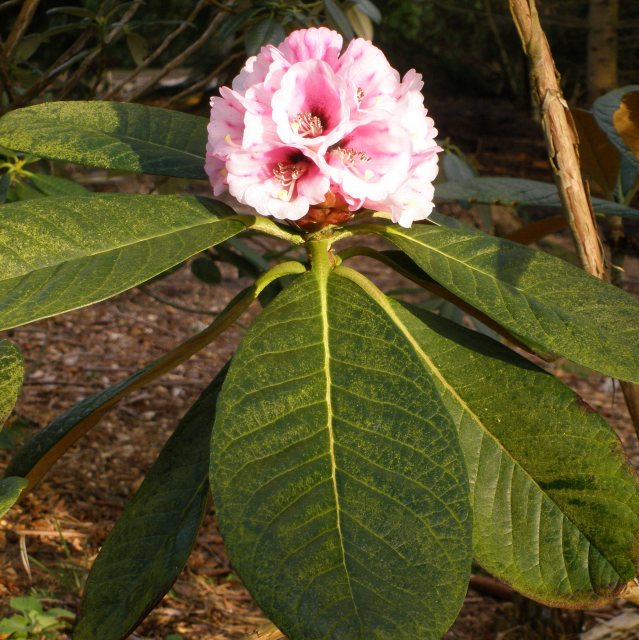 Rhododendron basilicum - Buy basilicum Rhododendrons Online - Millais  Nurseries