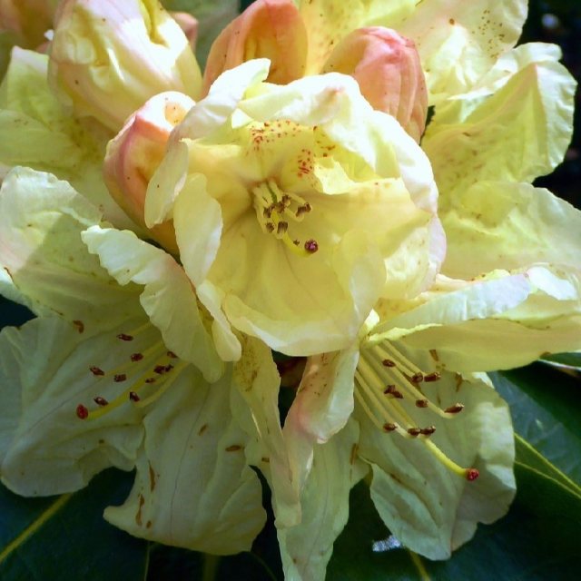 Rhododendron Bellini INKARHO