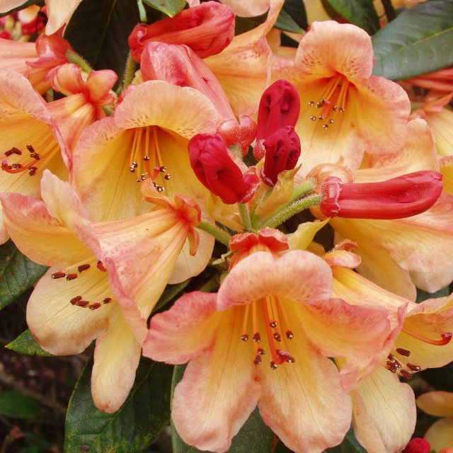 Rhododendron Bergie Larson AGM