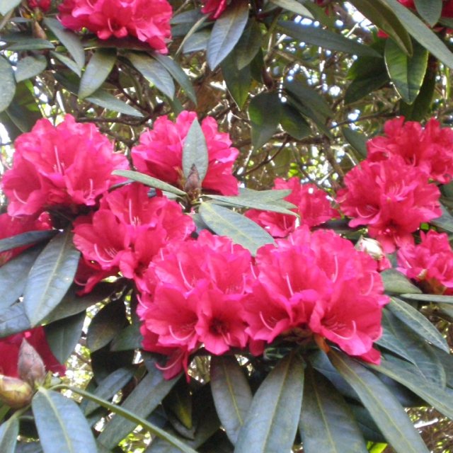 Rhododendron Bibiani