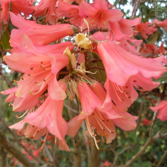 Rhododendron Biskra