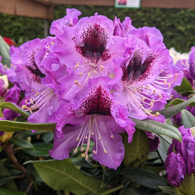 Rhododendron Blaue Jungs INKARHO