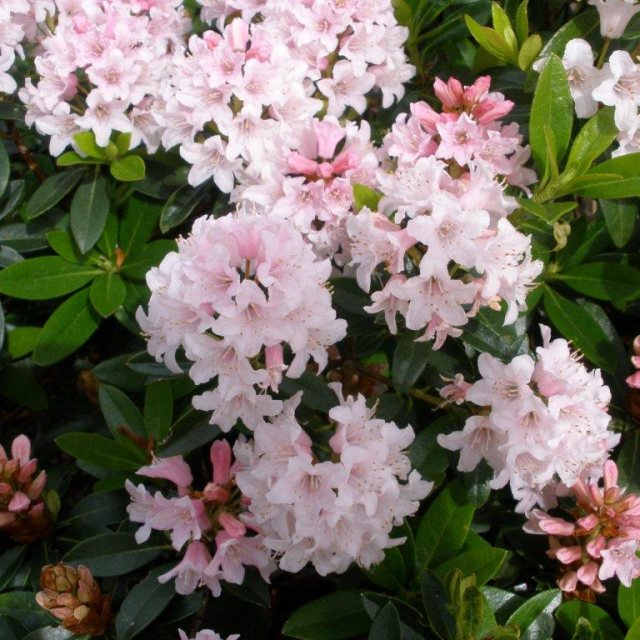 Dwarf Rhododendron Bloombux INKARHO