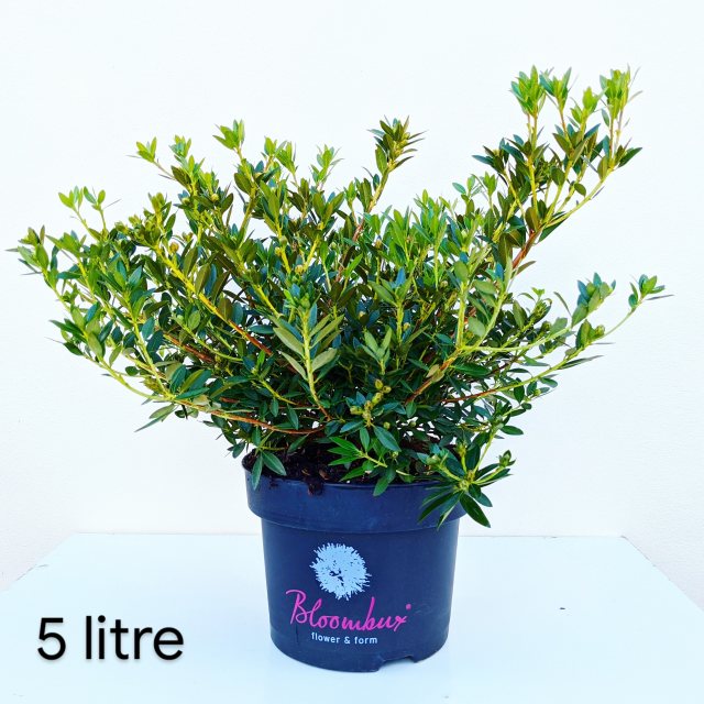 thuja mit rasenschnitt dngen Thuja Dnger - Mineralischer NPK Flssigdnger mit Stickstoff