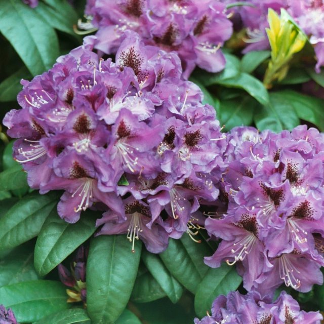 Rhododendron Blue Boy