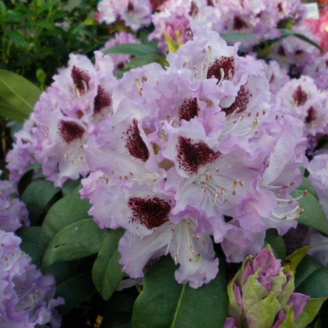 Rhododendron Blue Peter  AGM