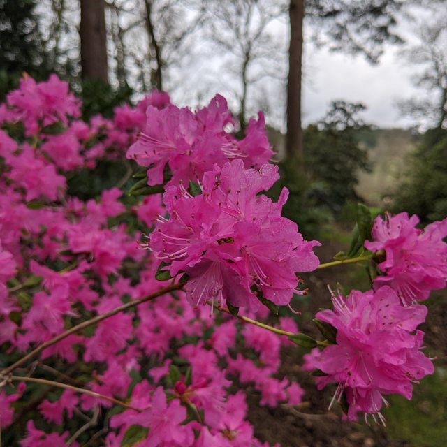 Rhododendron Boskoop Ostara