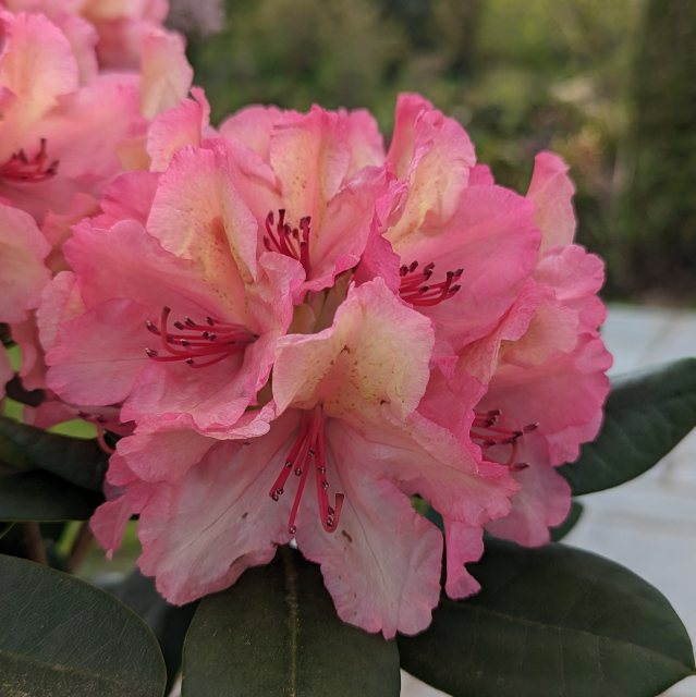Rhododendron Brasilia