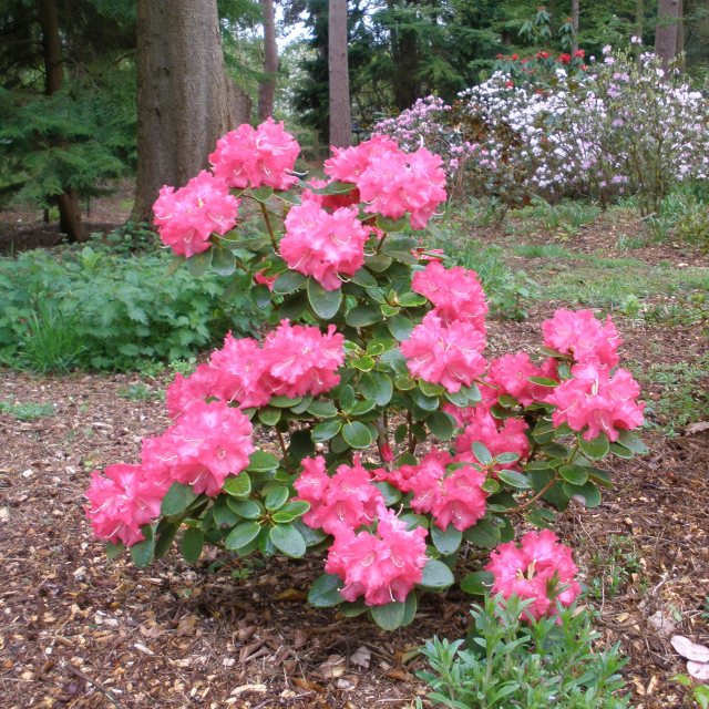 rhododendron tabletten Pflüger Pflügerplex Rhododendron 307 H Acidum silicicum / Bryonia /  Chelidonium majus / Filipendula ulmaria / Guajacum / Rhododendron / Thuja  occidentalis Tabletten, 100 St main image 1