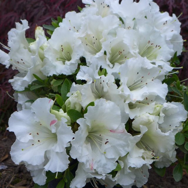 Evergreen Azalea Gumpo White