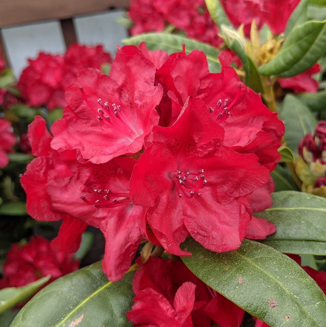 Rhododendron Busuki