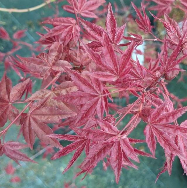 Acer palmatum 'Beni-komachi'