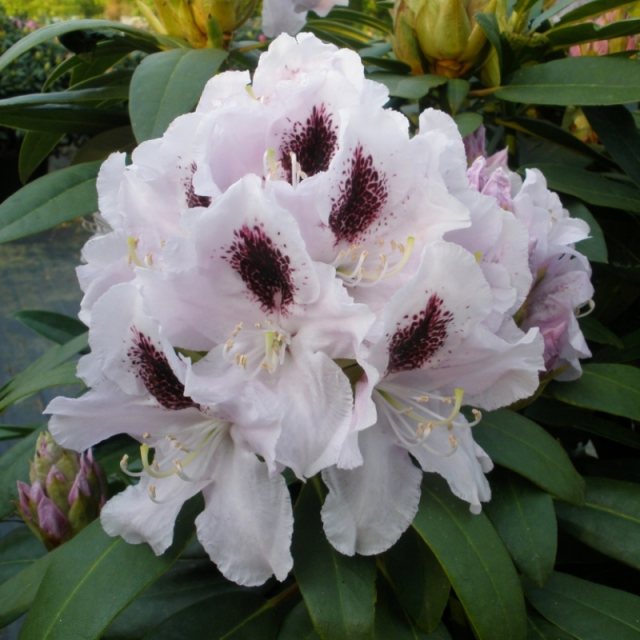 Rhododendron Calsap