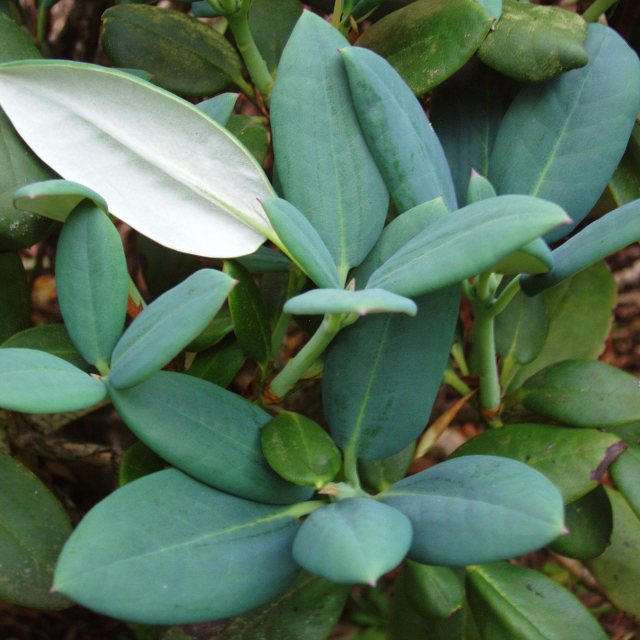 Rhododendron campanulatum aeruginosum