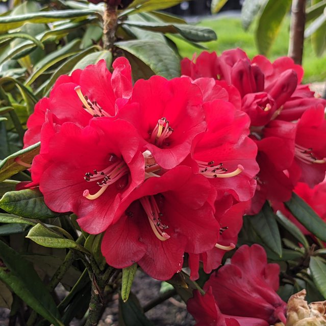 Rhododendron Choremia 'Tower Court'  AGM